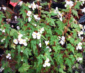 B. ‘Fairy Wings’